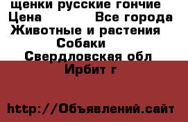 щенки русские гончие › Цена ­ 4 000 - Все города Животные и растения » Собаки   . Свердловская обл.,Ирбит г.